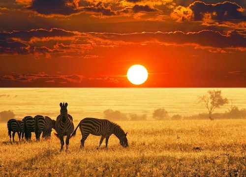 4-day Masai Mara and Lake Naivasha safari