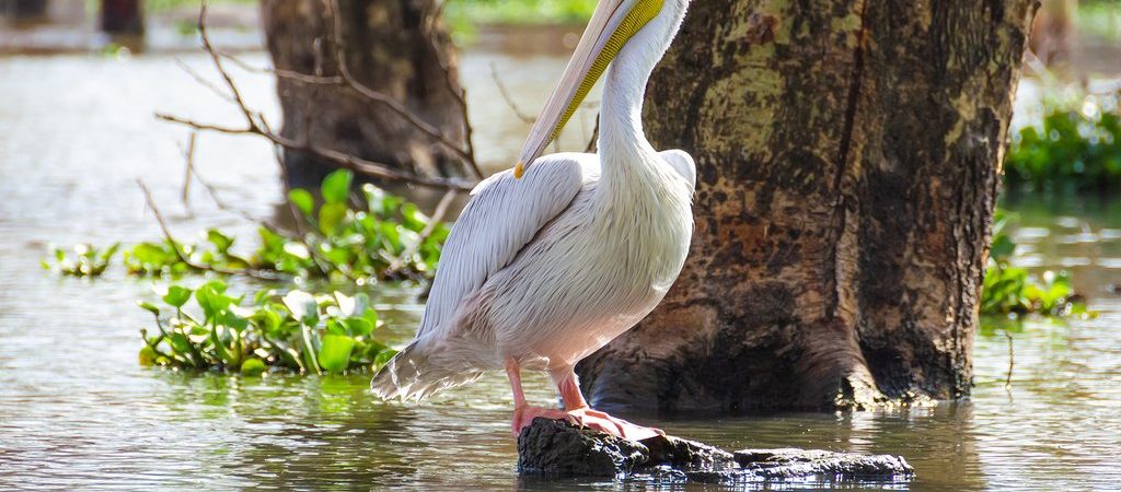 15 days Bird Watching in Kenya