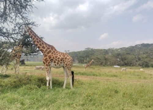 3days safari-Tsavo East &Tsavo West From Mombasa