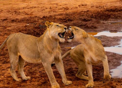 5 Things to do in Amboseli