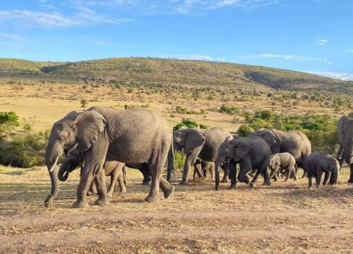 Tsavo East National Park: 2-Day Tour from Mombasa